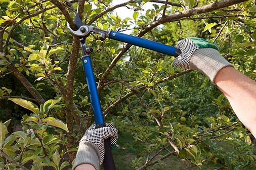 Pruning